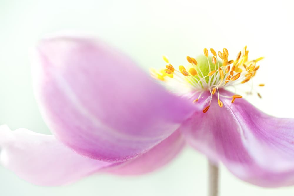 Anemone by Mandy Disher — canvas wall art