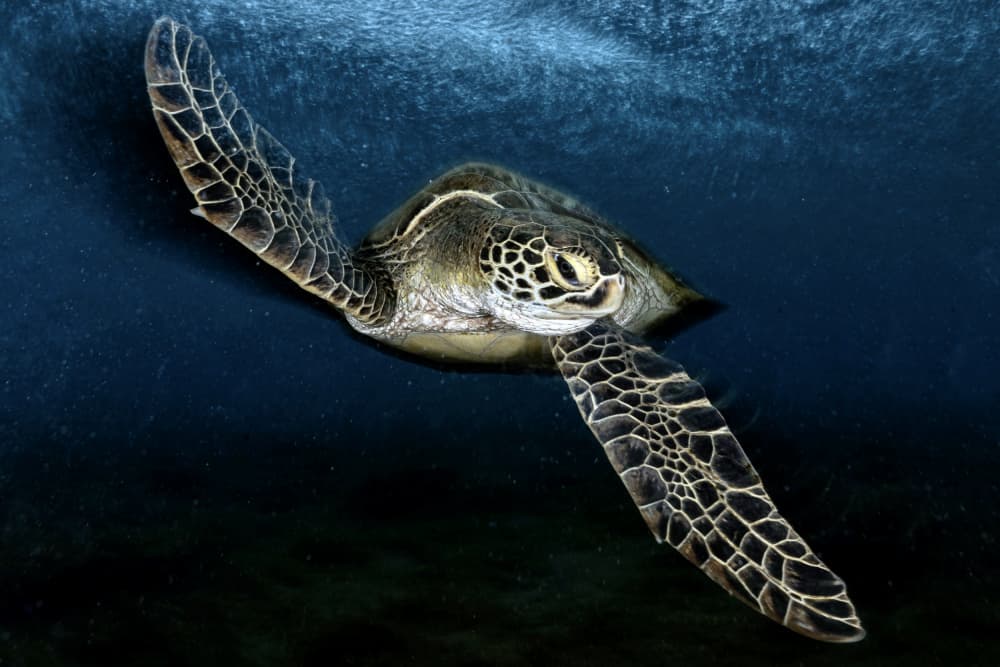 Graceful Sea Turtle by Serge Melesan — canvas wall art