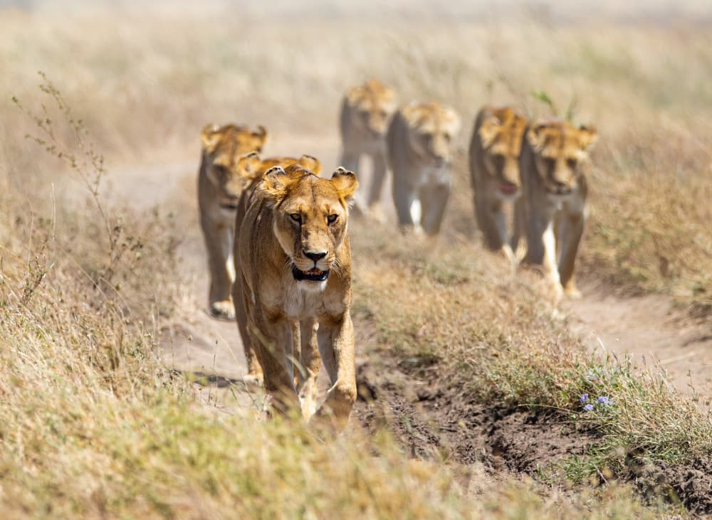 African Lion Pride Walk by Tomer Huberman — canvas wall art