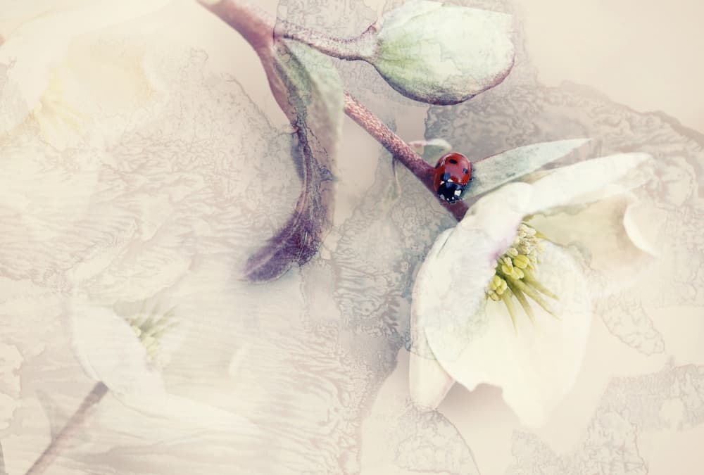 Gentle Bloom Ladybug by Ellen van Deelen — canvas wall art