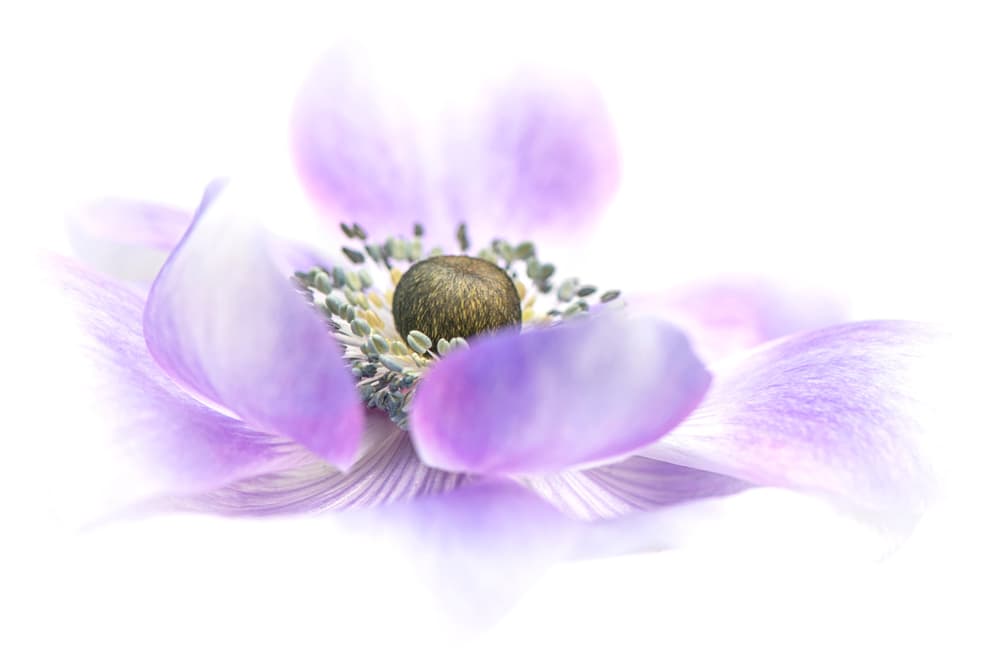 Dreamy Purple Blossom by Jacky Parker — canvas wall art
