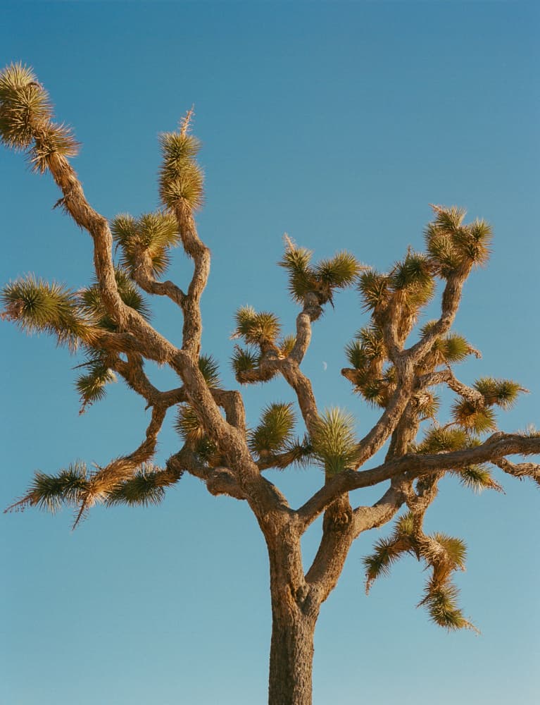 Joshua Tree Sky by Bethany Young — canvas wall art