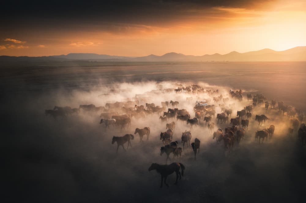 Golden Hour Wild Horses by Cuma Cevik — canvas wall art