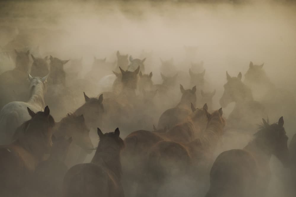 Wild Horses Run by Hüseyin Taşkın — canvas wall art