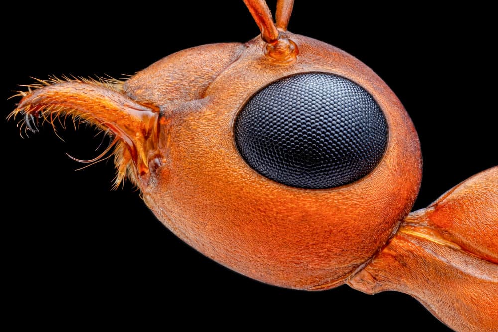 Red Ant Macro by Edy Pamungkas — canvas wall art