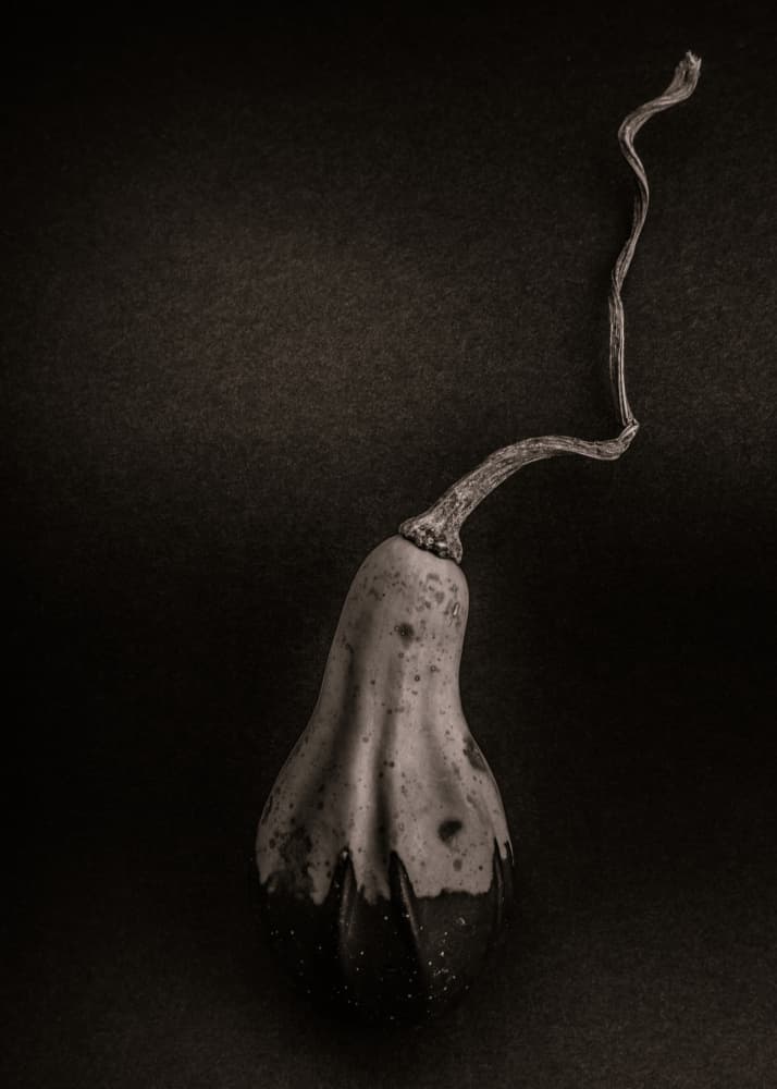 Dried Gourd Still Life by The Learning Curve Photography — canvas wall art