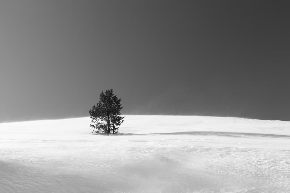 Lone Winter Tree by Mehmet inal — canvas wall art