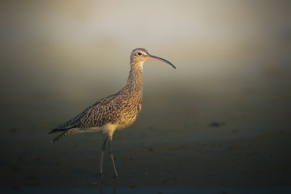 Long-Billed Curlew Beach Portrait by Sina Pezeshki — canvas wall art