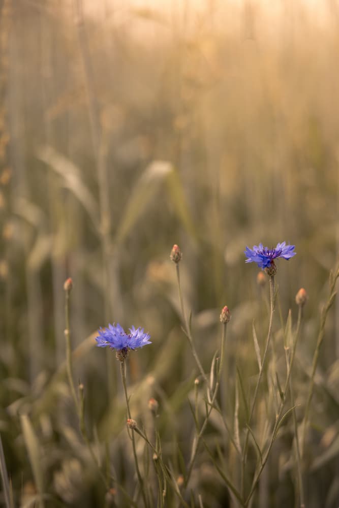 Golden Summer Cornflowers by Mayra Pama — canvas wall art