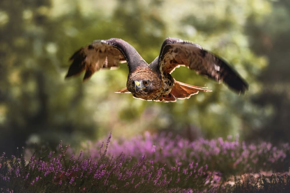 Flying Hawk Over Heather by Michaela Firešová — canvas wall art