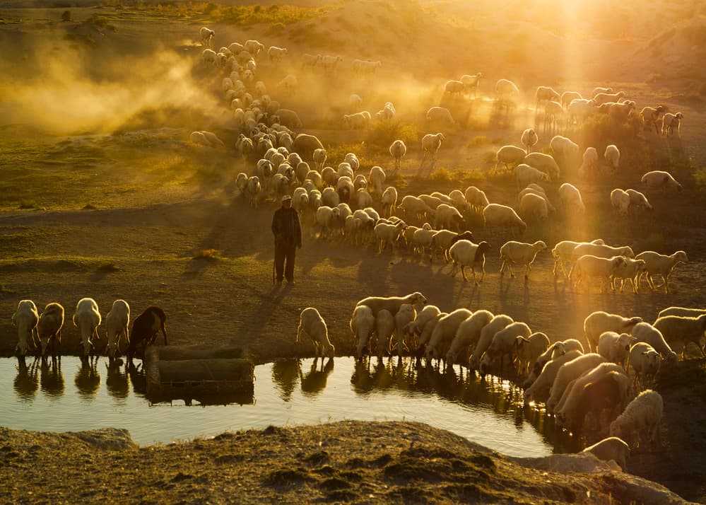 Shepherd's Golden Hour by Feyzullah Tunç — canvas wall art