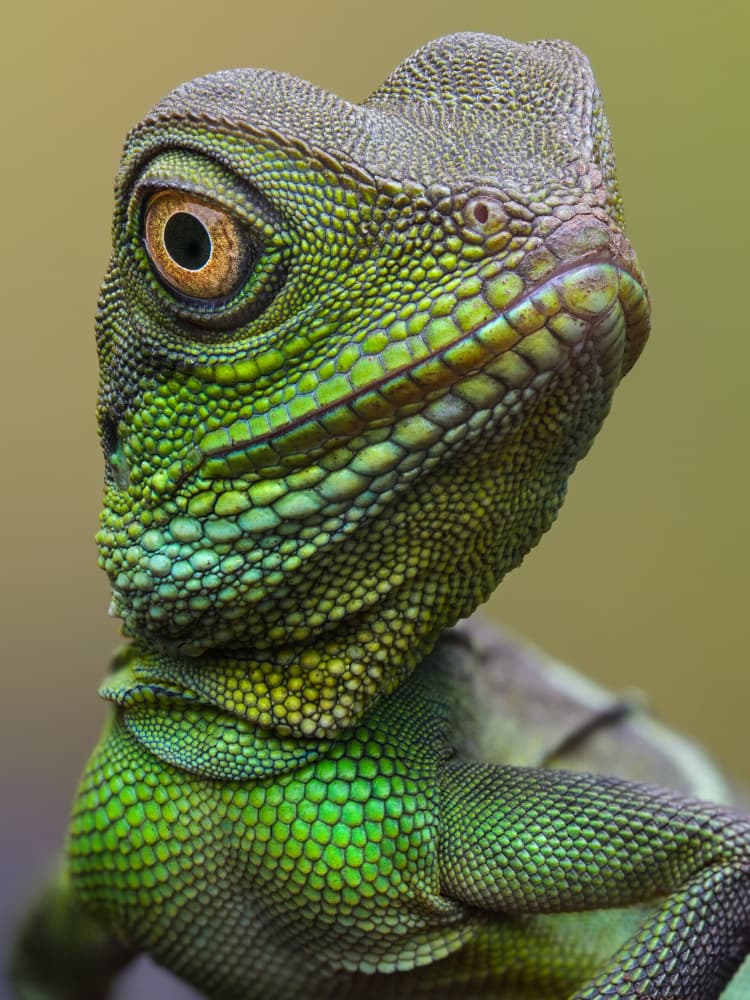Vibrant Green Lizard by Phat Dao Tan — canvas wall art