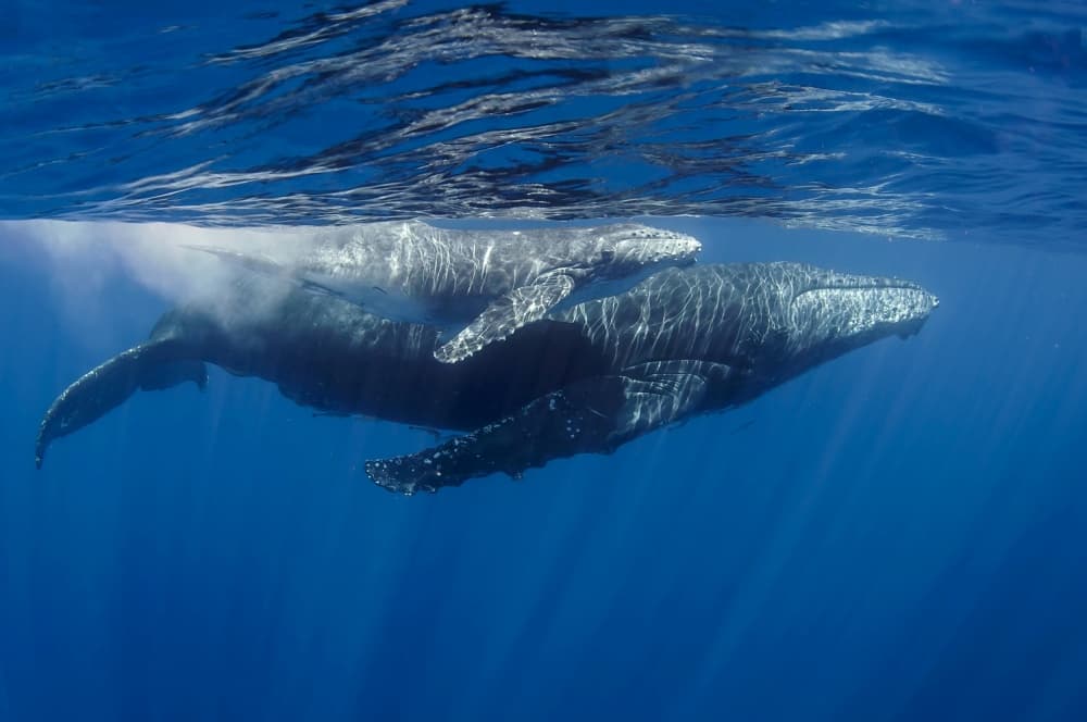 Humpback Whale Mother and Calf by Cédric Péneau — canvas wall art