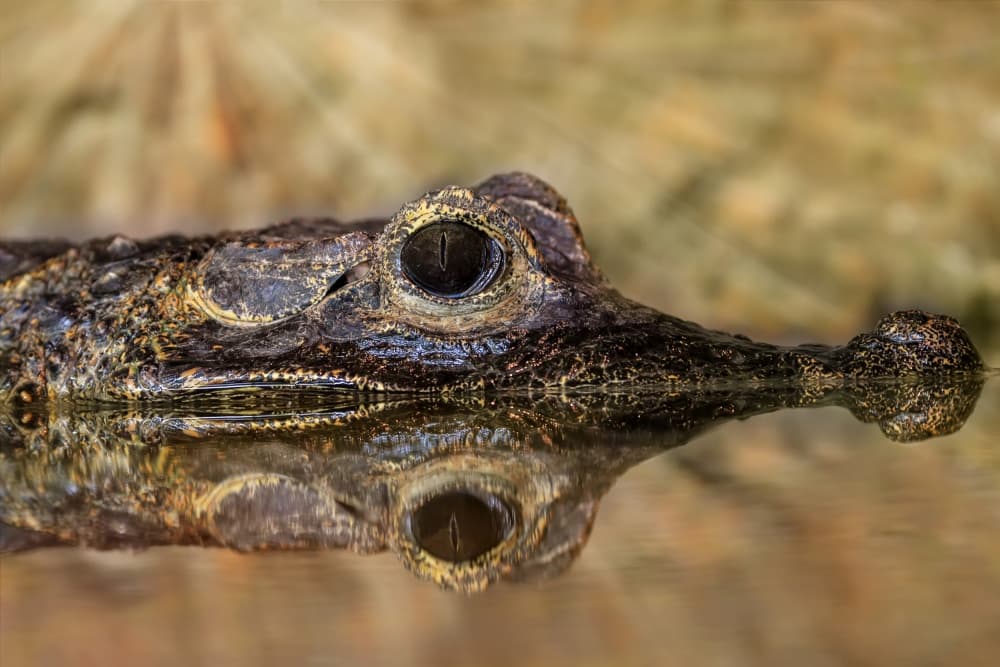 Caiman's Eye Reflection by Zexsen Xie — canvas wall art