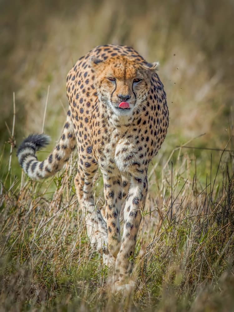 Majestic Cheetah Stroll by Roshkumar — canvas wall art