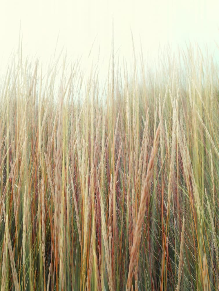 Serene Grass Texture by Angelo Cerantola — canvas wall art