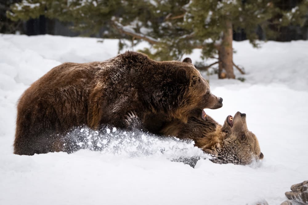 Grizzly Bear Snow Play by Vicki Lai — canvas wall art