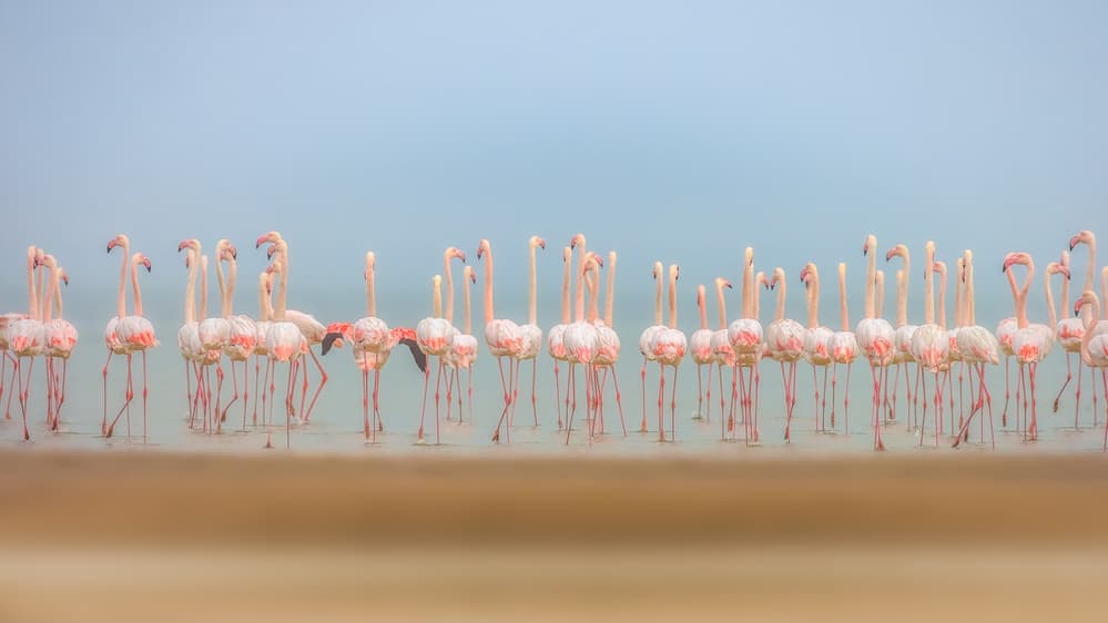 Serene Pink Flamingos by Faisal ALnomas — canvas wall art