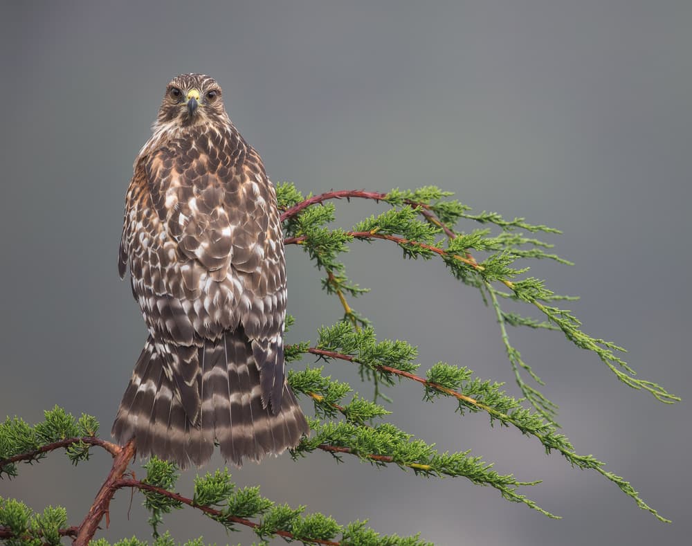 Watchful Forest Hawk by Greg Barsh — canvas wall art