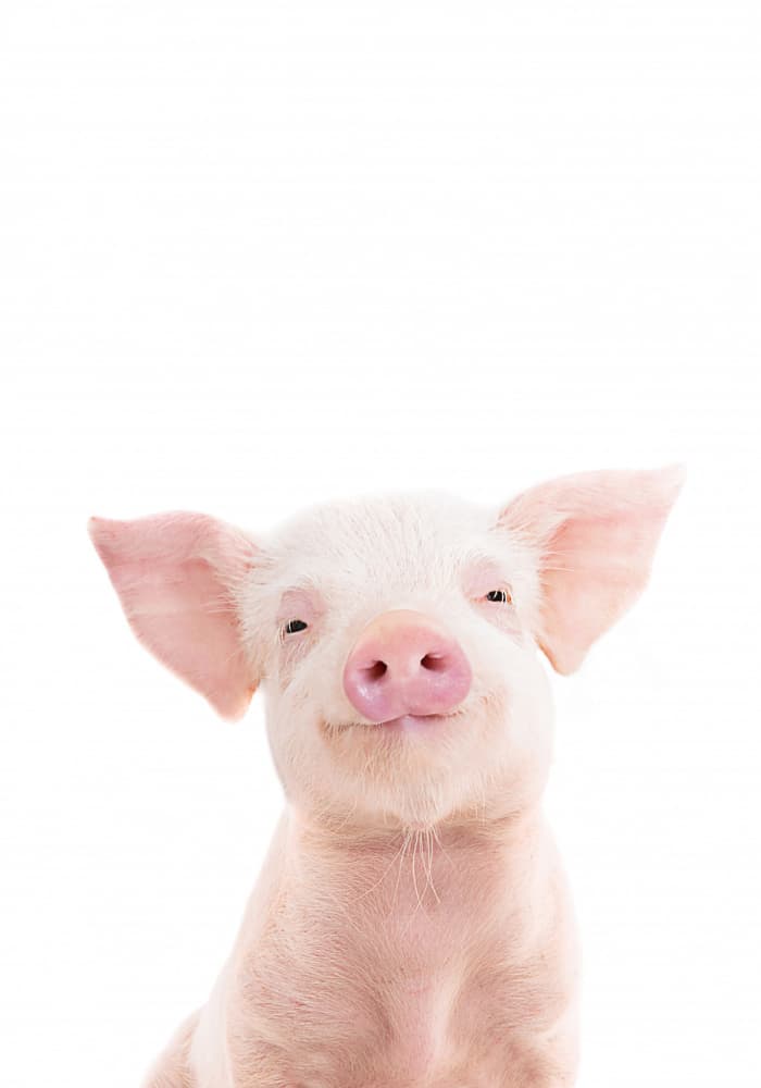 Baby Pig by Kathrin Pienaar — canvas wall art