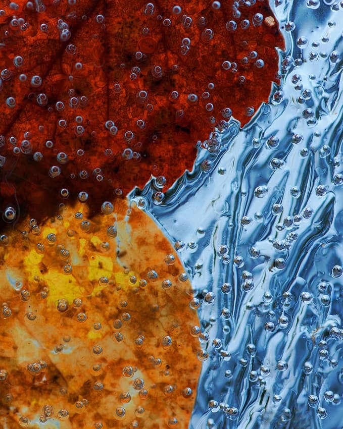 Frozen Autumn Leaves by Allan Wallberg — canvas wall art