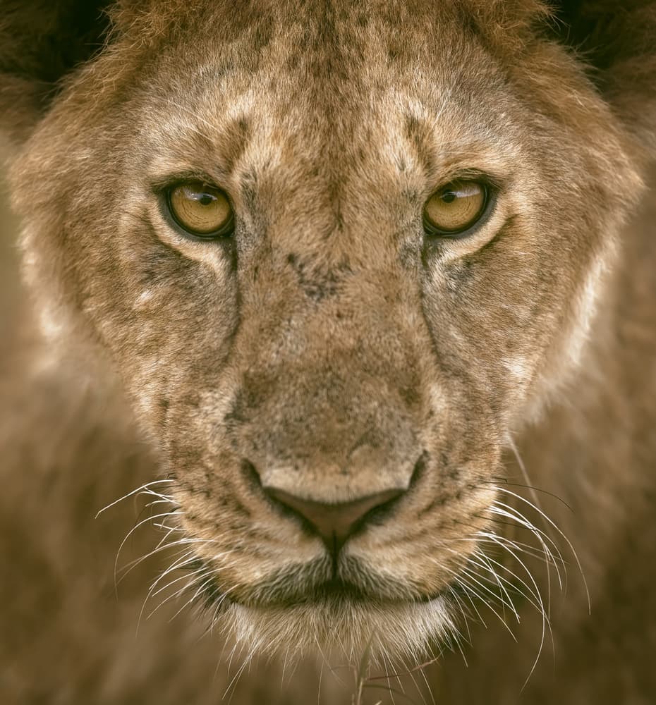 Intense Lion Cub Gaze by Faisal ALnomas — canvas wall art