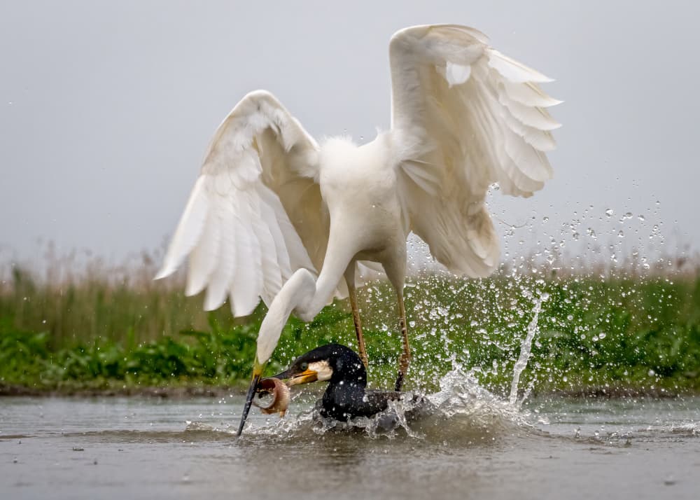 Egret Cormorant Conflict by John J. Chen — canvas wall art
