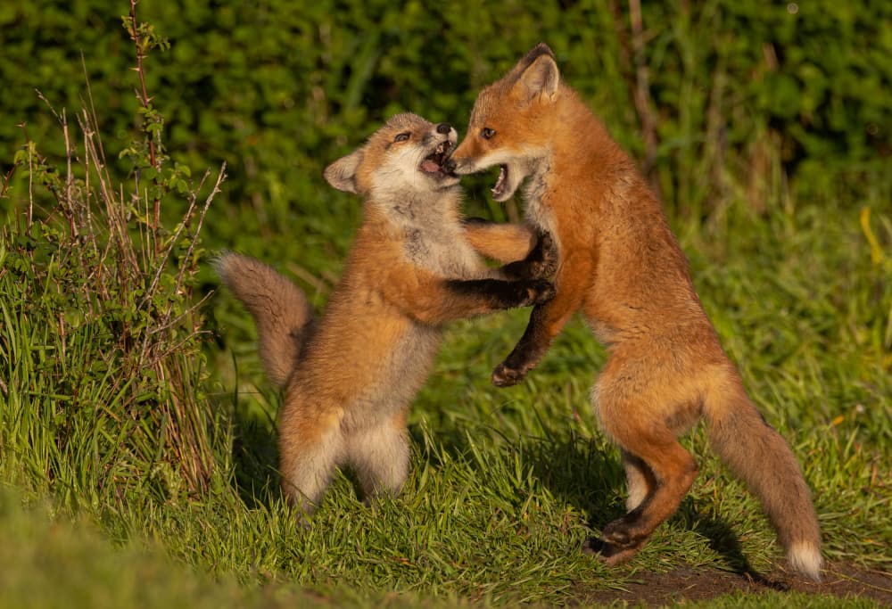 Playful Fox Kits by Johnson Huang — canvas wall art