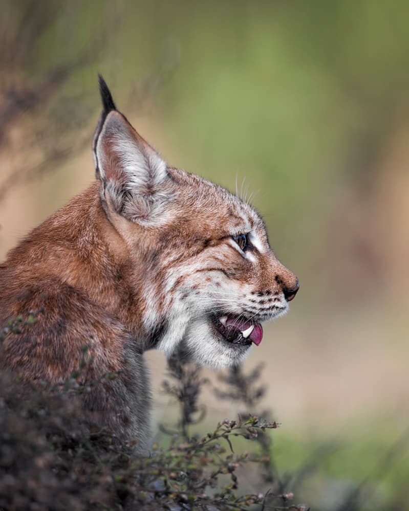 Wild Lynx Profile by fegari — canvas wall art