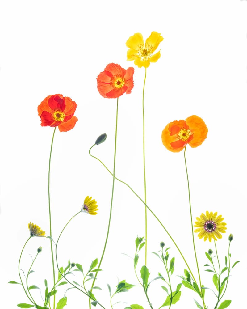 Cheerful Poppies and Daisies by Chuanxu Ren — canvas wall art