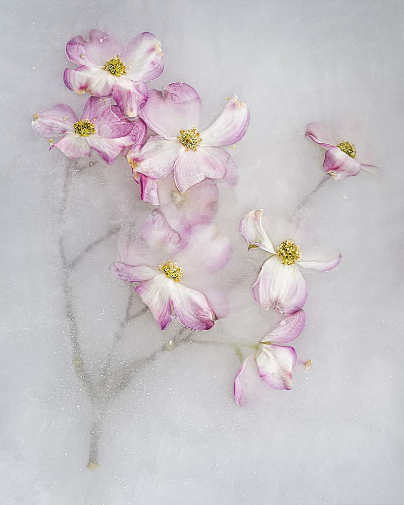 Delicate Pink Ice Flowers by Pedro Uranga — canvas wall art