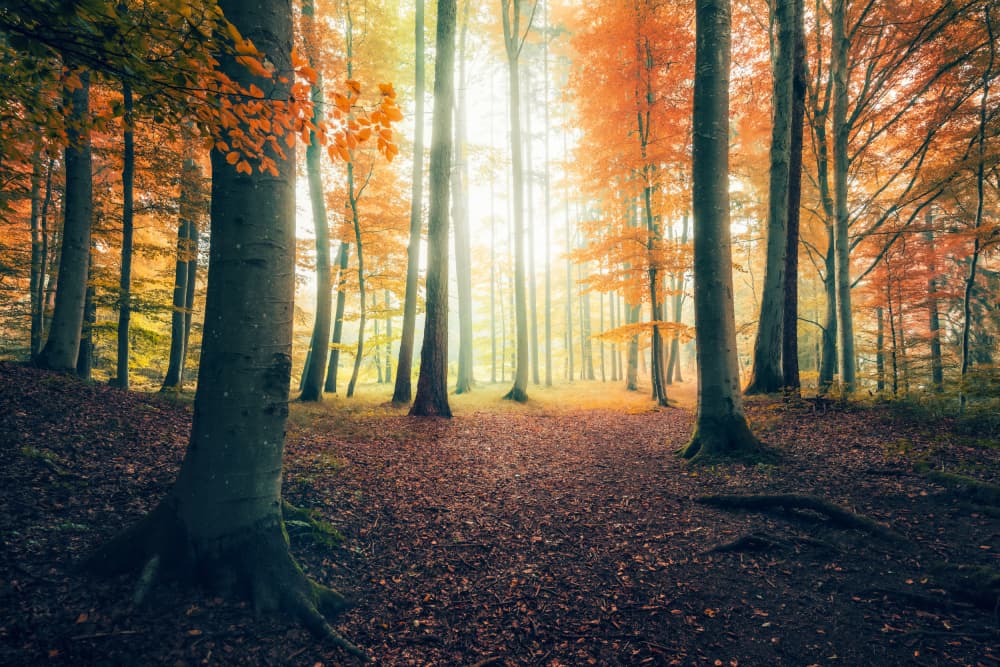 Autumn in the Woods by Stefan Hefele — canvas wall art
