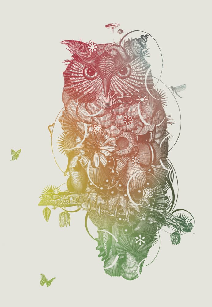 Intricate Rainbow Owl by Jaco Putker — canvas wall art