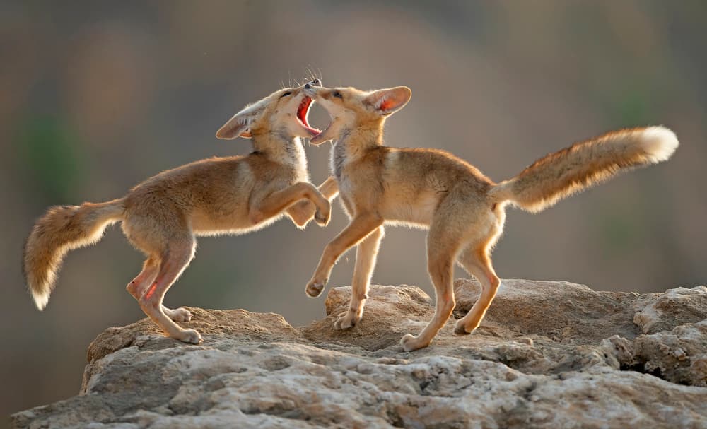 Fennec Fox Play by Shlomo Waldmann — canvas wall art