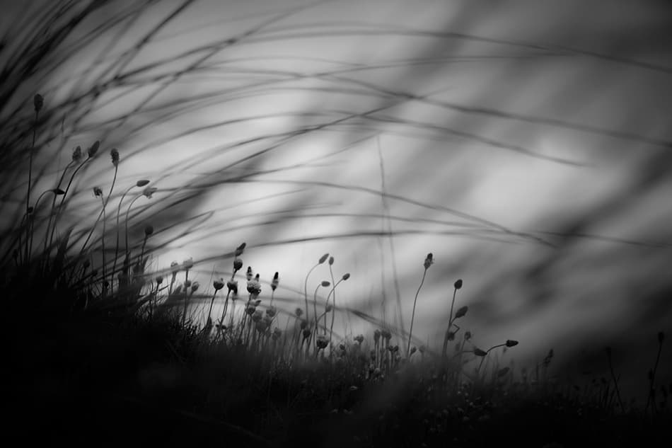 Delicate Plant Silhouettes by Dorit Fuhg — canvas wall art