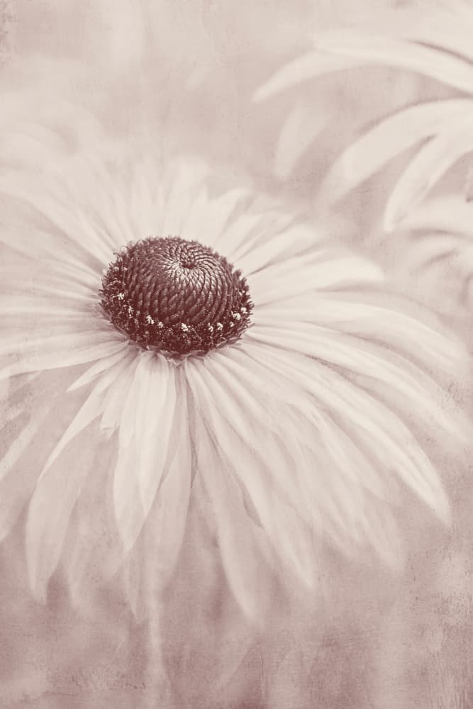 Soft Sepia Flower by Jacky Parker — canvas wall art