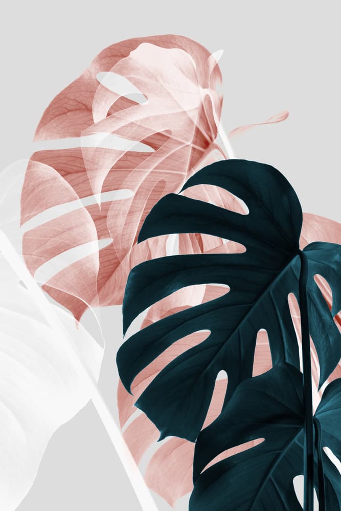 Monstera Leaves Blush Teal by Pictufy Studio III — canvas wall art