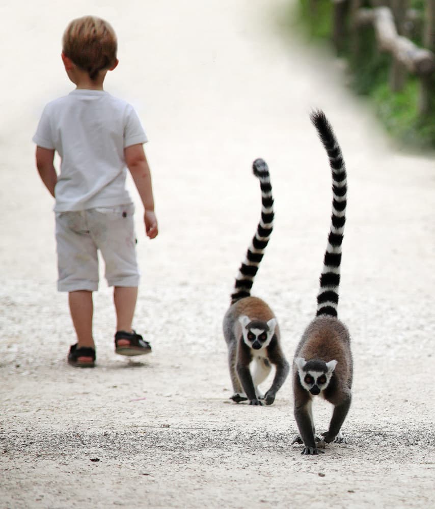 Child and Ring-Tailed Lemurs by Anna Cseresnjes — canvas wall art