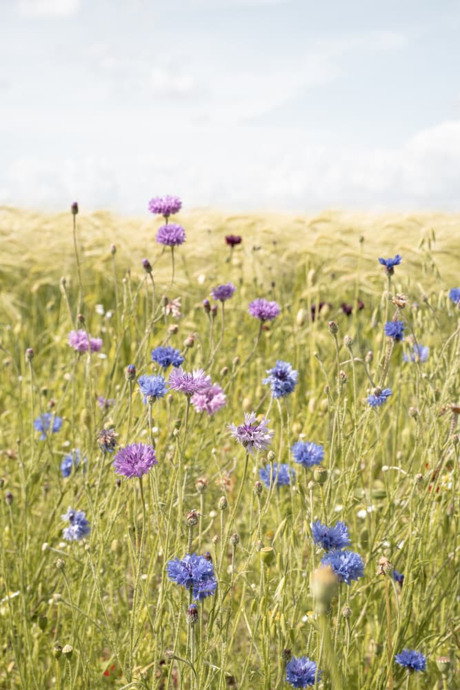 Vibrant Cornflower Field by Henrike Schenk — canvas wall art