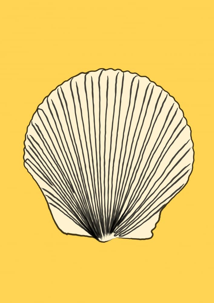Coastal Scallop Shell by Nicholas — canvas wall art