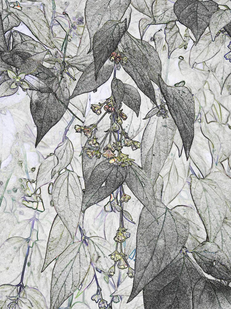 Delicate Floral Sketch by Santhosh ch — canvas wall art
