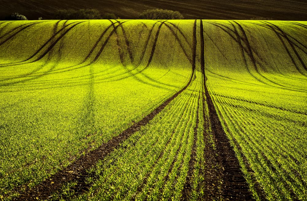 Green Field Tracks by Milan Uhrin  AFIAP AZSF — canvas wall art