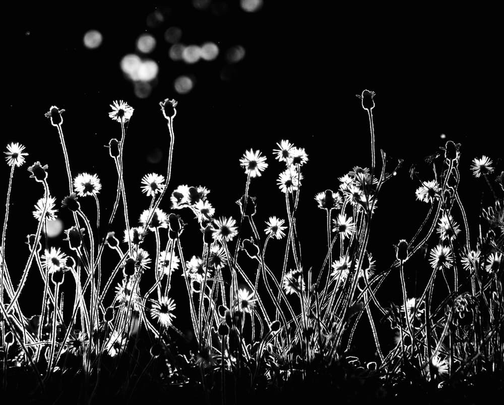 Night Flower Glow by Kahar Lagaa — canvas wall art