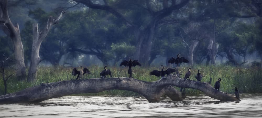 Wild River Cormorants by Roberto Marchegiani — canvas wall art