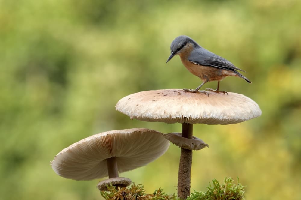Curious Nuthatch on Mushroom by Nicolás Merino — canvas wall art