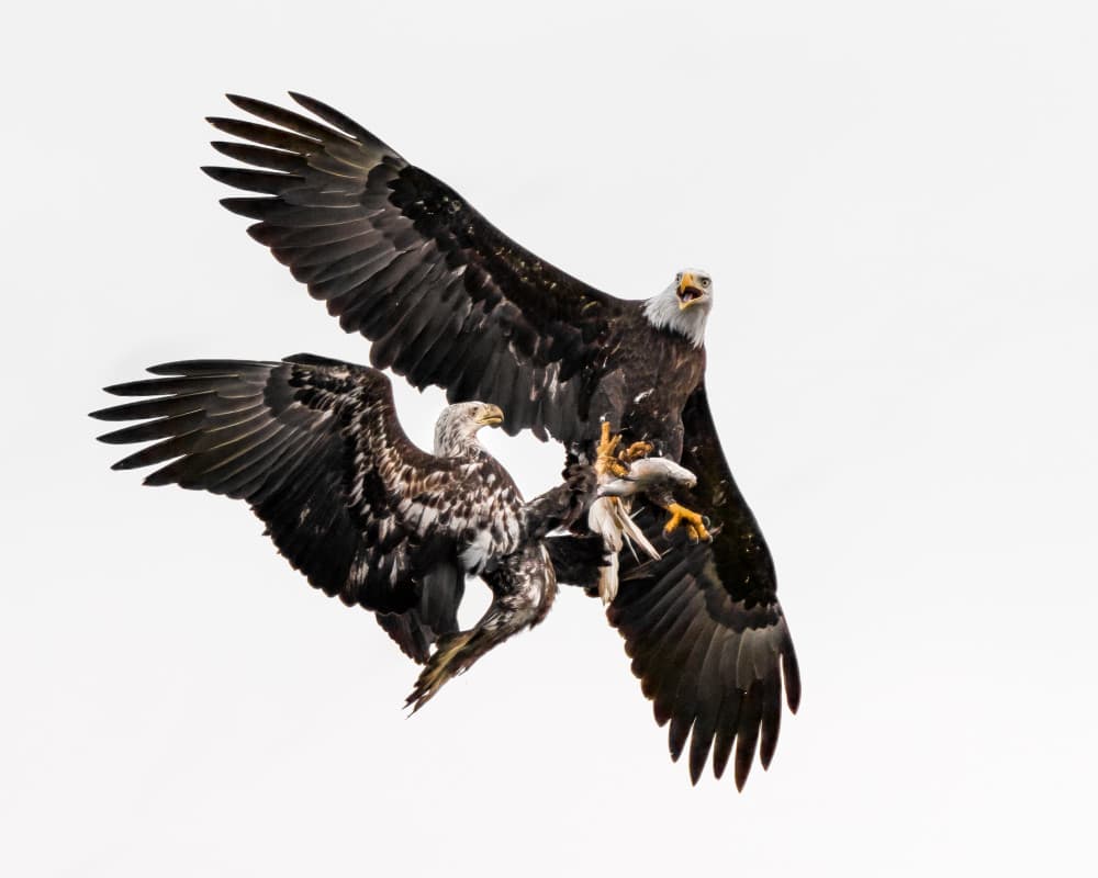 Eagles Battle Midair by John Fan — canvas wall art