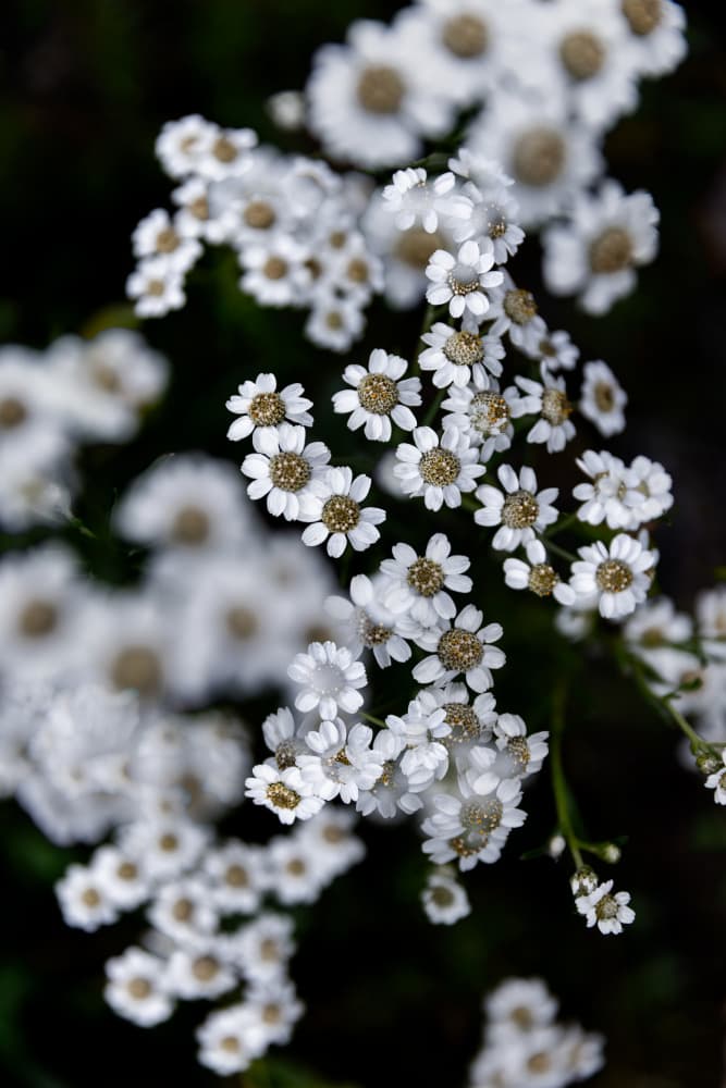 Moody Summer Flowers by Mareike Böhmer — canvas wall art