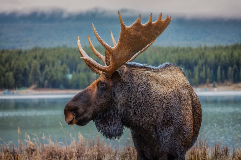 Moose In Autumn Wilderness