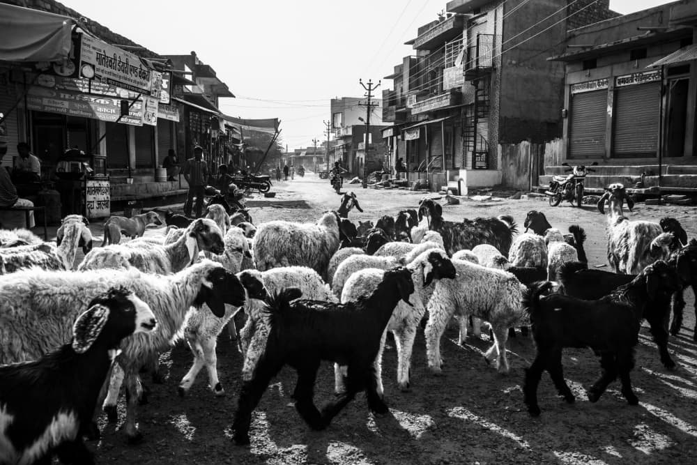 Village Street Animals by Ajit Rana — canvas wall art