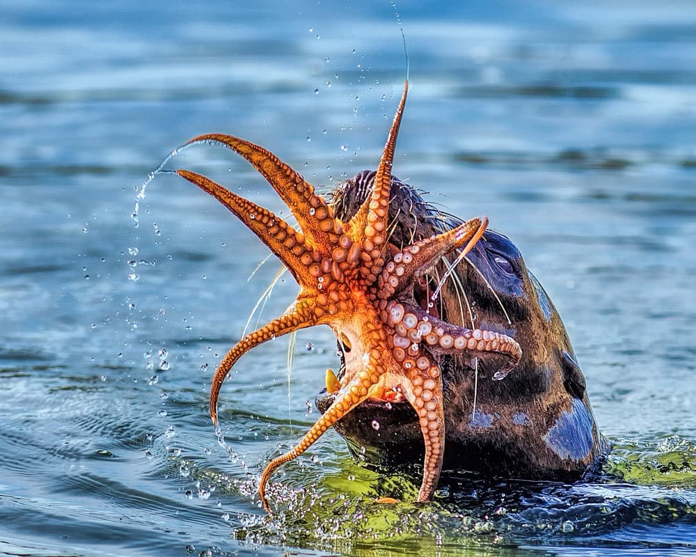 Otter Octopus Struggle by Andrew J. Lee — canvas wall art